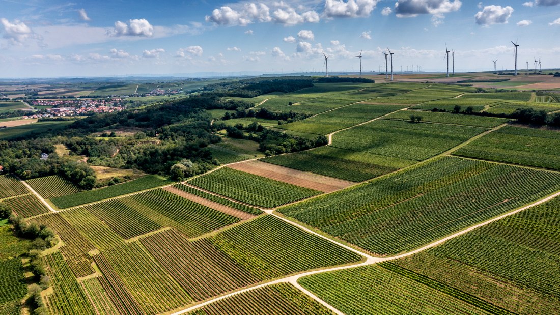 Flonheimer Rotenpfad, &copy; Rheinhessenwein e.V./Torsten Silz