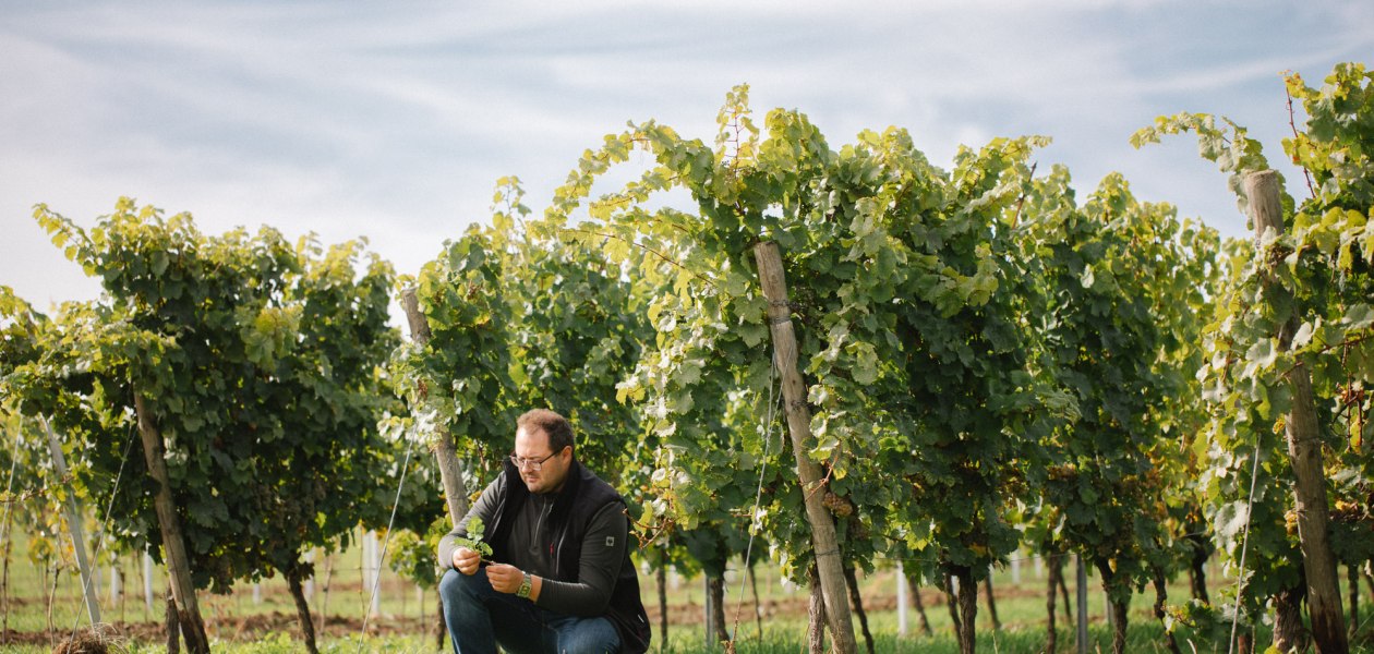 Weingut M&uuml;ller-Oswald_Weinreben, &copy; Weingut M&uuml;ller-Oswald