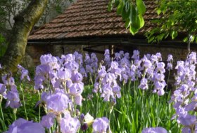 Rheingr&uuml;n Hofgarten &copy; Iris Leonhardt