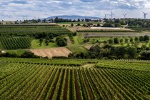 Ober-Fl&ouml;rsheimer Bl&uuml;cherpfad