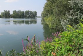 Altrheinerlebnispfad &copy; Verbandsgemeinde Eich