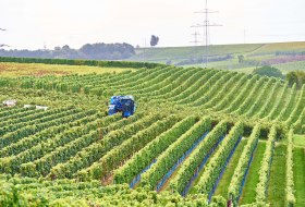 Blick von Monzernheim &copy; Rheinhessenwein e.V. / Iris Schr&ouml;der/ www.dieth.com