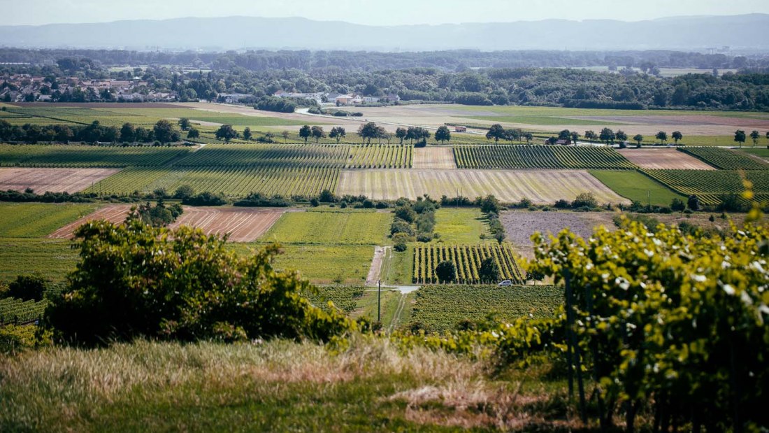 Weingut Listmann_Weinbergerheinterrasse, &copy; Weingut Listmann