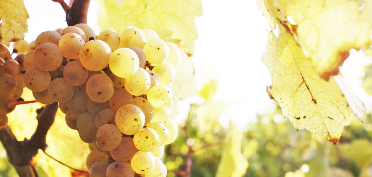 weingut-gaenz-traube, &copy; Weingut G&auml;nz