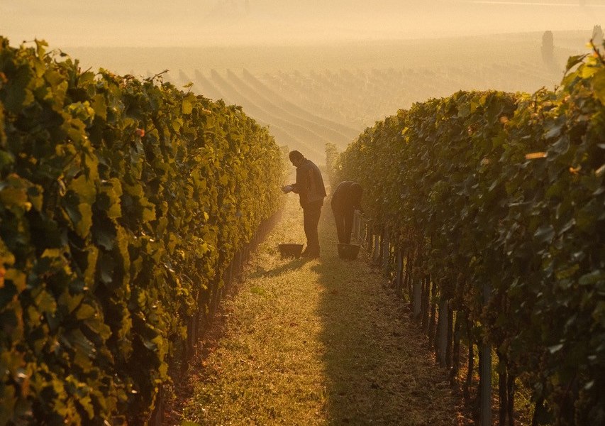 Weinberg_im_Herbst