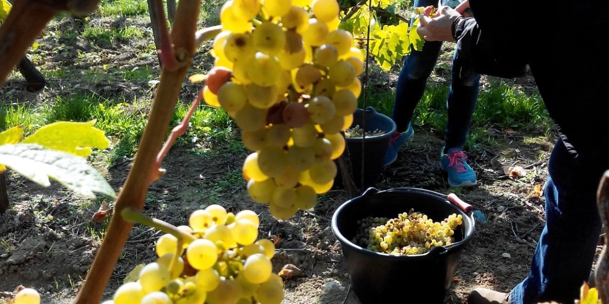 Weingut Tobias Hahn_Trauben, &copy; Weingut Tobias Hahn