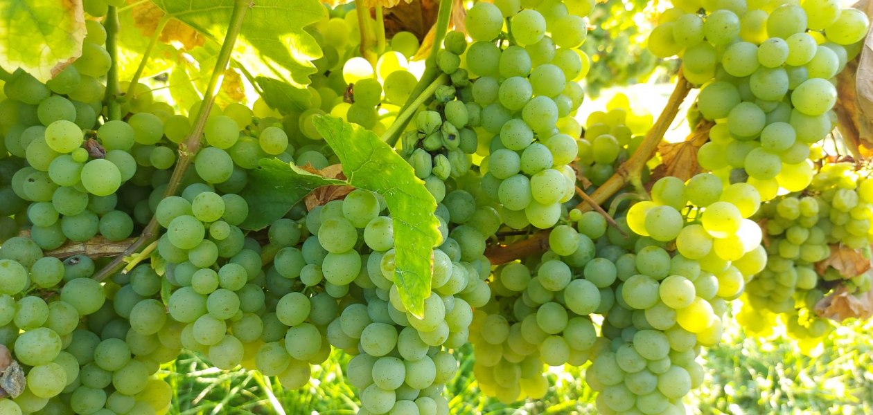 Weingut Otto Becker-Trauben, &copy; Weingut Otto Becker