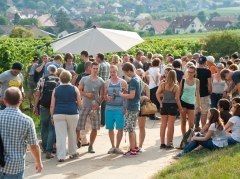 Weinwanderung Bechtheim