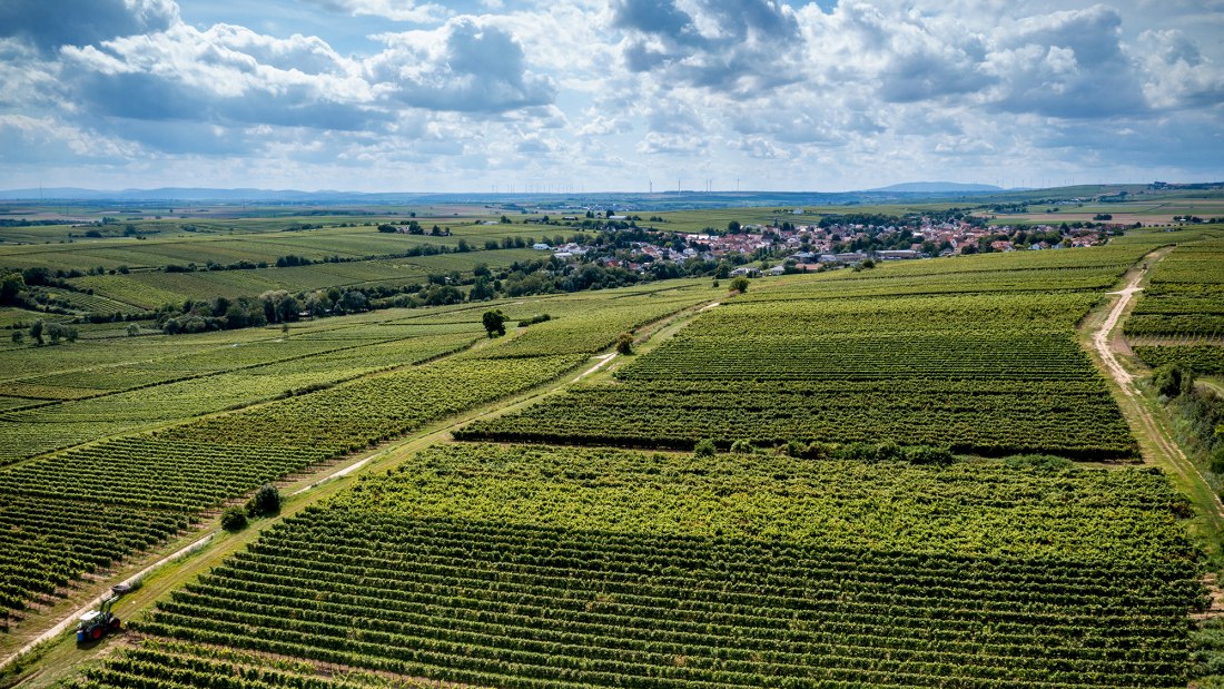 Bechtheimer Geyersberg