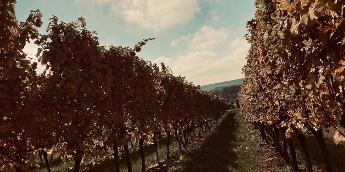 Weingut Wissgott_Rebzeilen, &copy; Weingut Wissgott