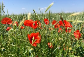 Mohnfeld im Herzen Rheinhessens © Doris Treffert-Röß