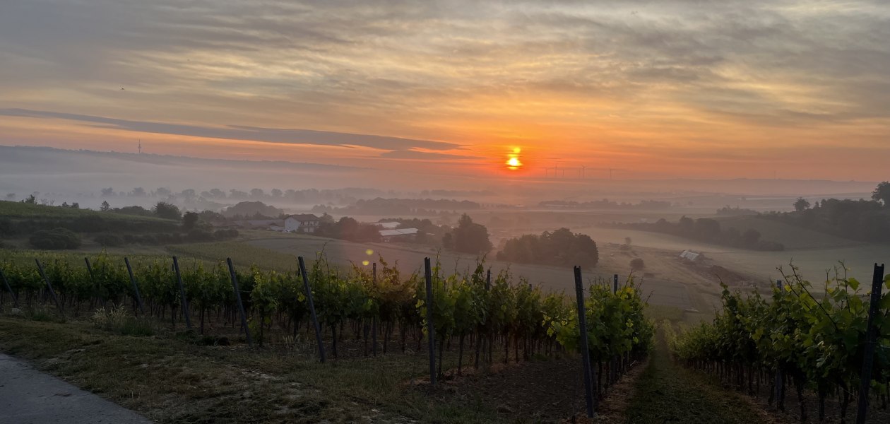 Bio Weingut Hellmich_Weinberge, &copy; Bio Weingut Hellmich