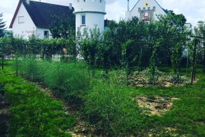 Burgunderhof Merkel, © Weingut Burgunderhof Merkel