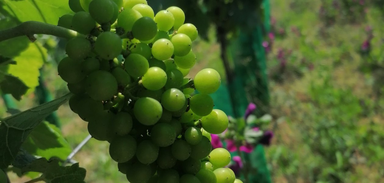 Bio Weingut Hellmich_Trauben, &copy; Bio Weingut Hellmich