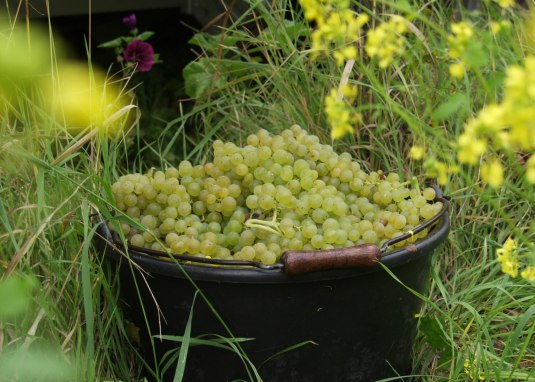 Weingut Br&uuml;hler Hof_Lese &copy; Weingut Br&uuml;hler Hof