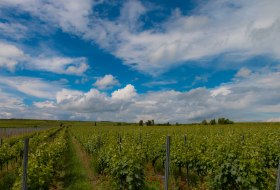 Weinberge im Wonnegau © Ulrich van Wasem