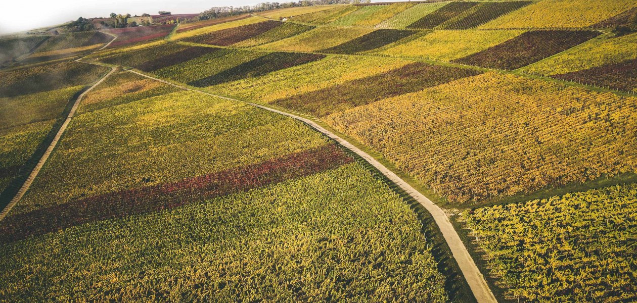Weingut Schittler & Becker:Weinberge, &copy; Weingut Schittler & Becker