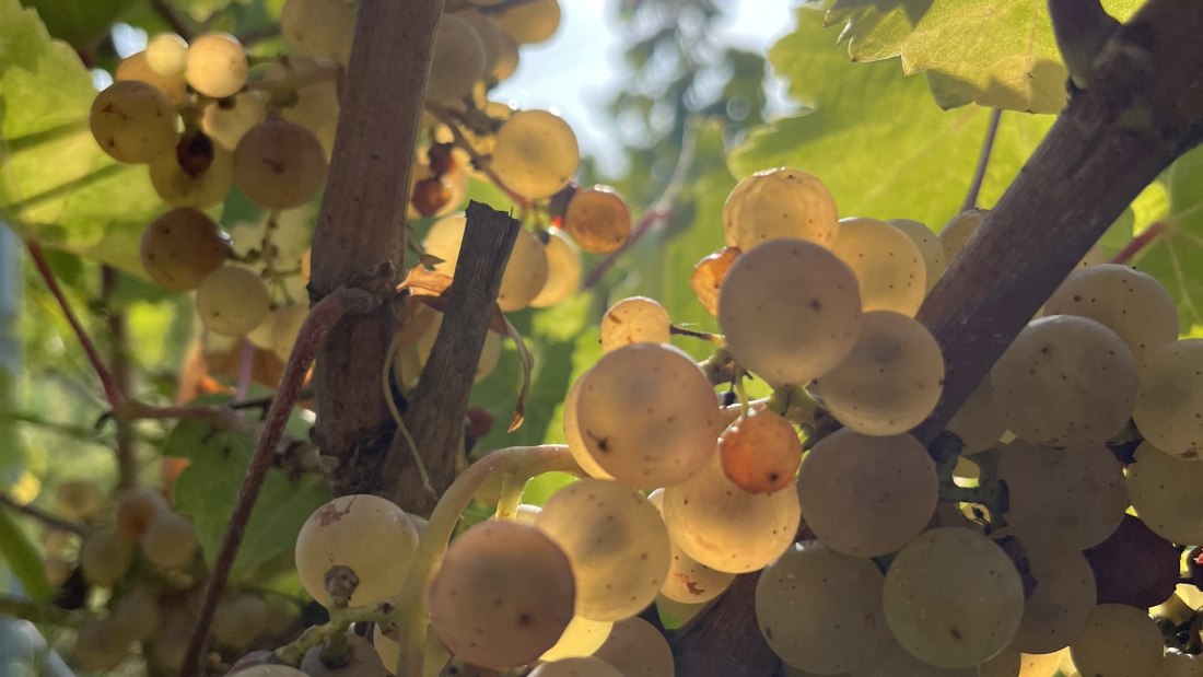 Bio Weingut Hellmich_Trauben 3, &copy; Bio Weingut Hellmich