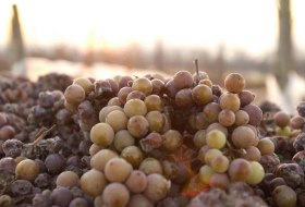 Eiswein im Wonnegau © Deutsches Weininstitut