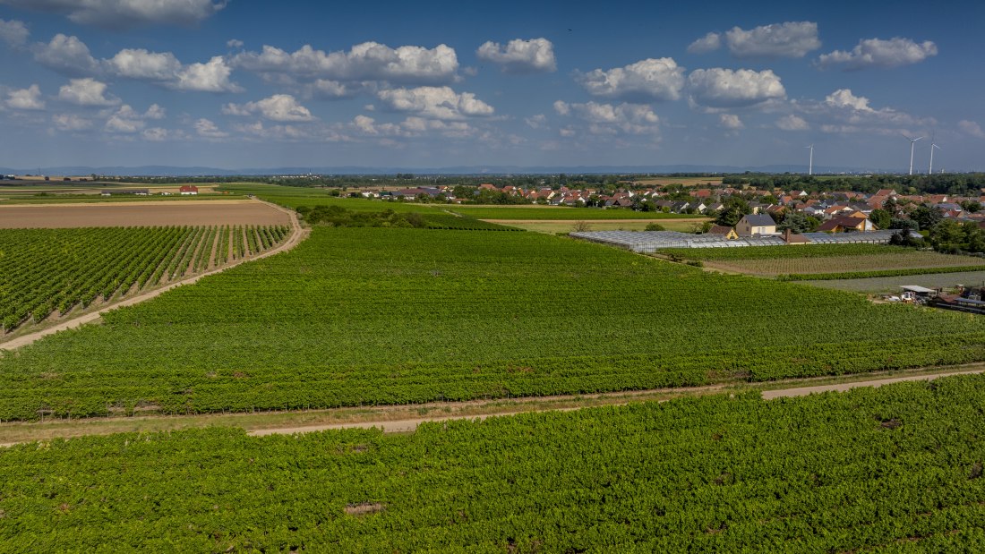 Heppenheimer Schneckenberg, &copy; Torsten Silz