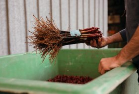 Weingut Peth-Wetz_Triebe © Weingut Peth-Wetz