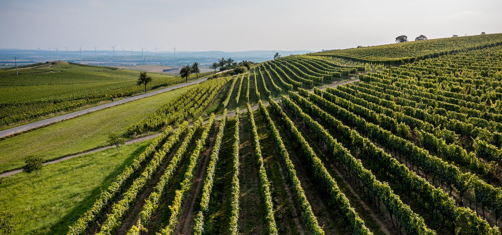 Wörrstädter Rheingrafenberg