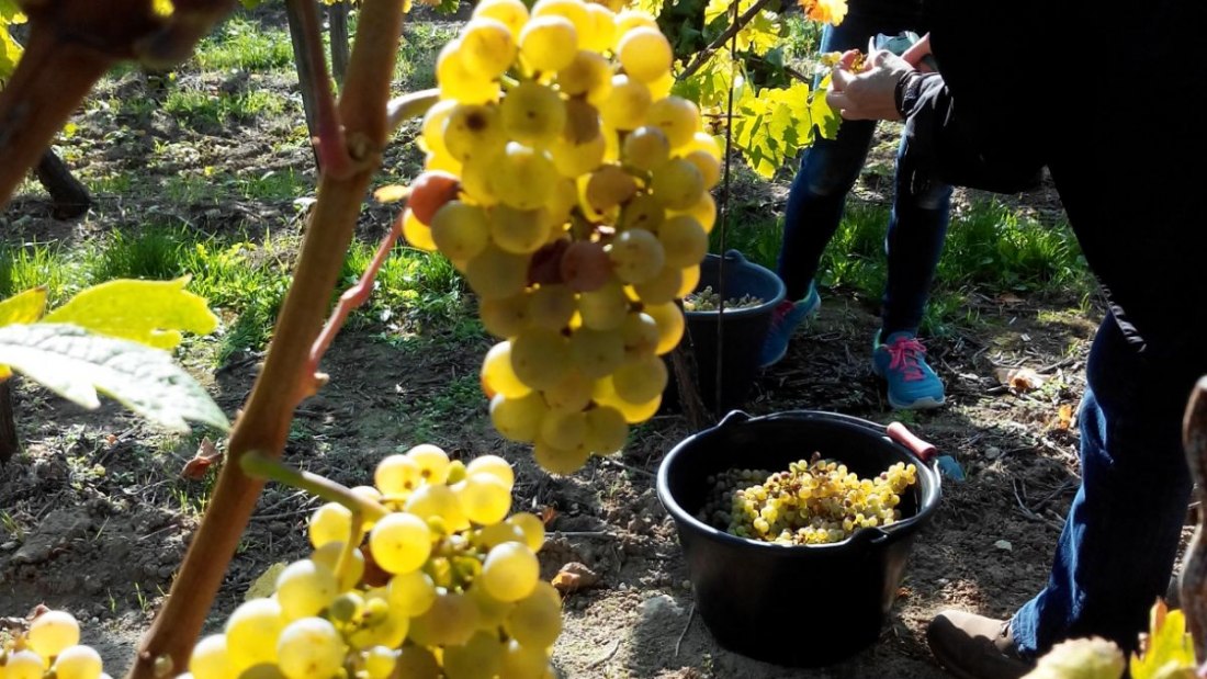 Weingut Tobias Hahn_Trauben, © Weingut Tobias Hahn