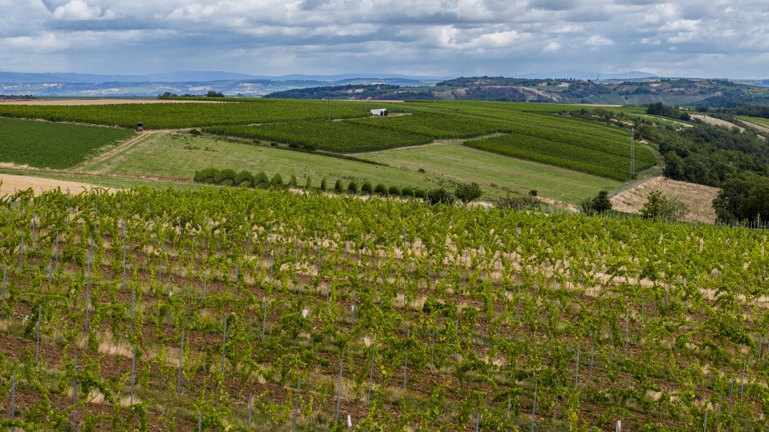 Tiefenthaler Graukatz