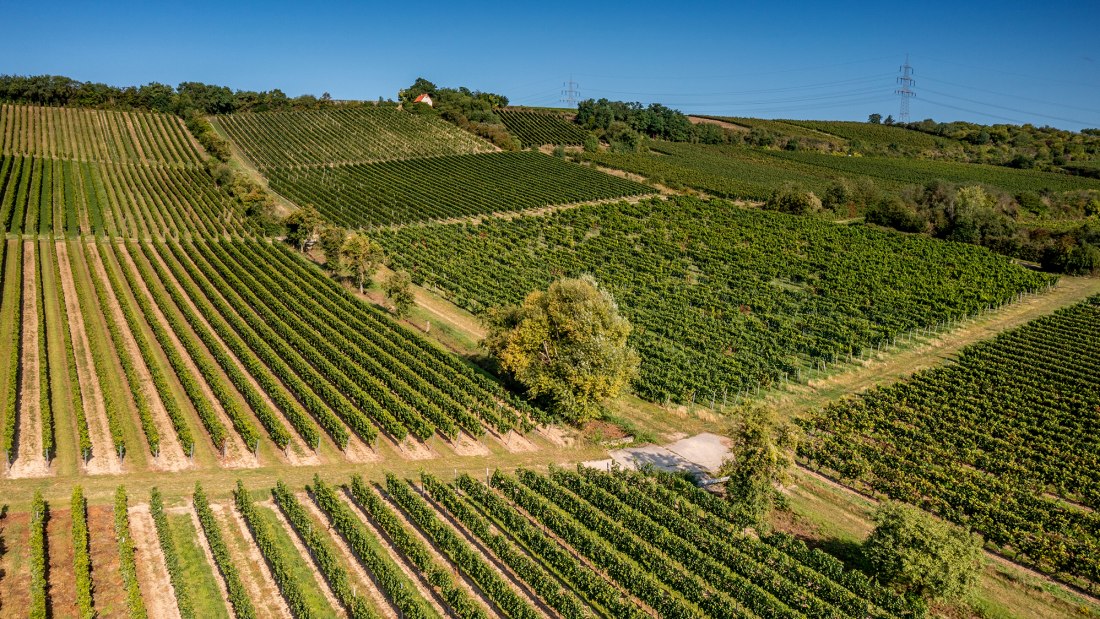 Bodenheimer Mönchspfad