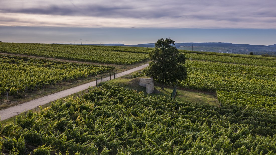 Biebelsheimer Kieselberg
