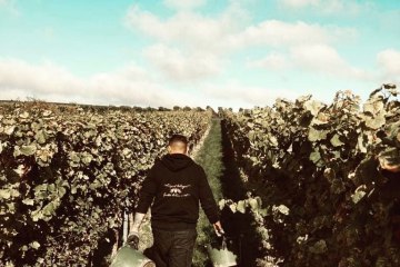 Weingut Wissgott_Weinberg, © Weingut Wissgott