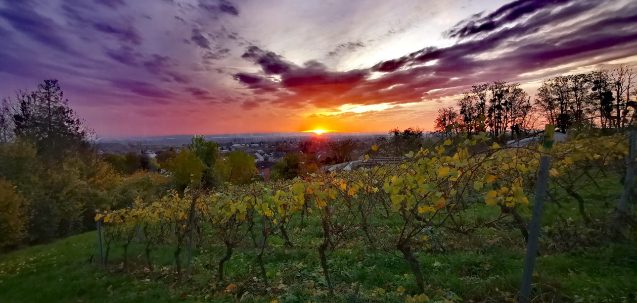 Weingut Rheinterrassenhof_Weinrebe, &copy; Weingut Rheinterrassenhof