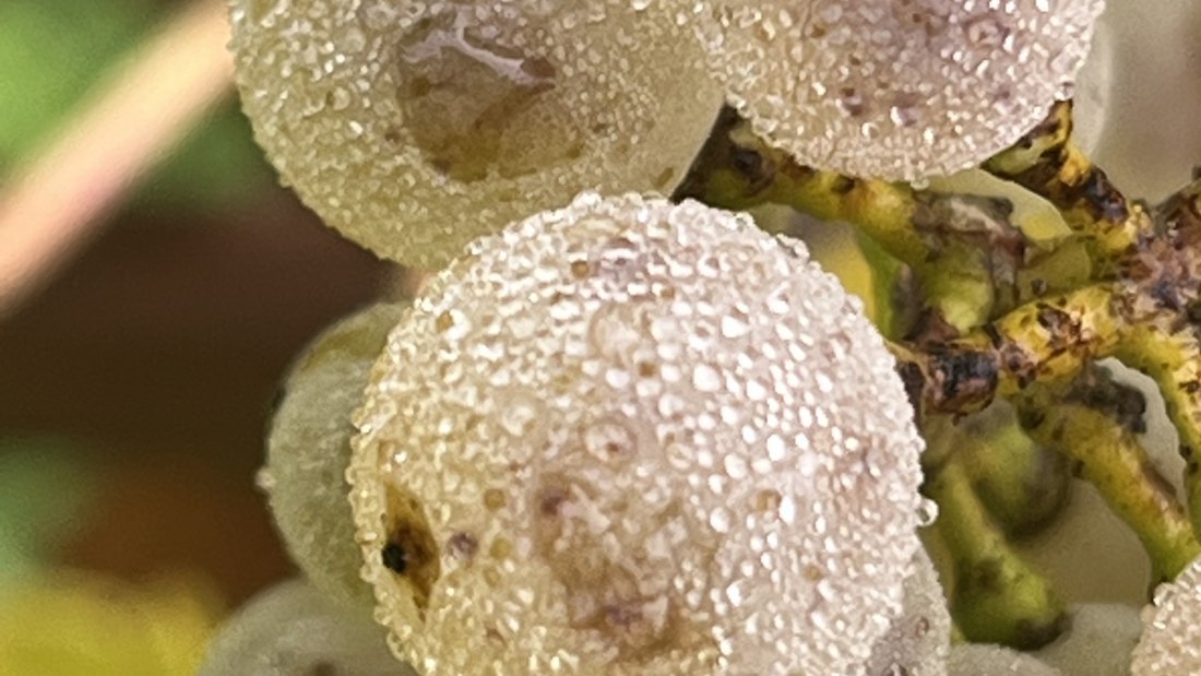 Bio Weingut Hellmich_Trauben 2, &copy; Bio Weingut Hellmich