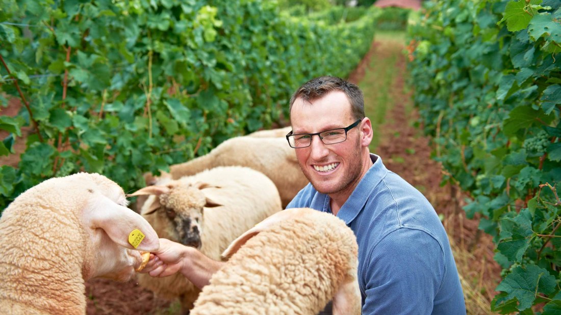 Weingut Fritz Ekkehard Huff_Schafe, &copy; Weingut Fritz Ekkehard Huff