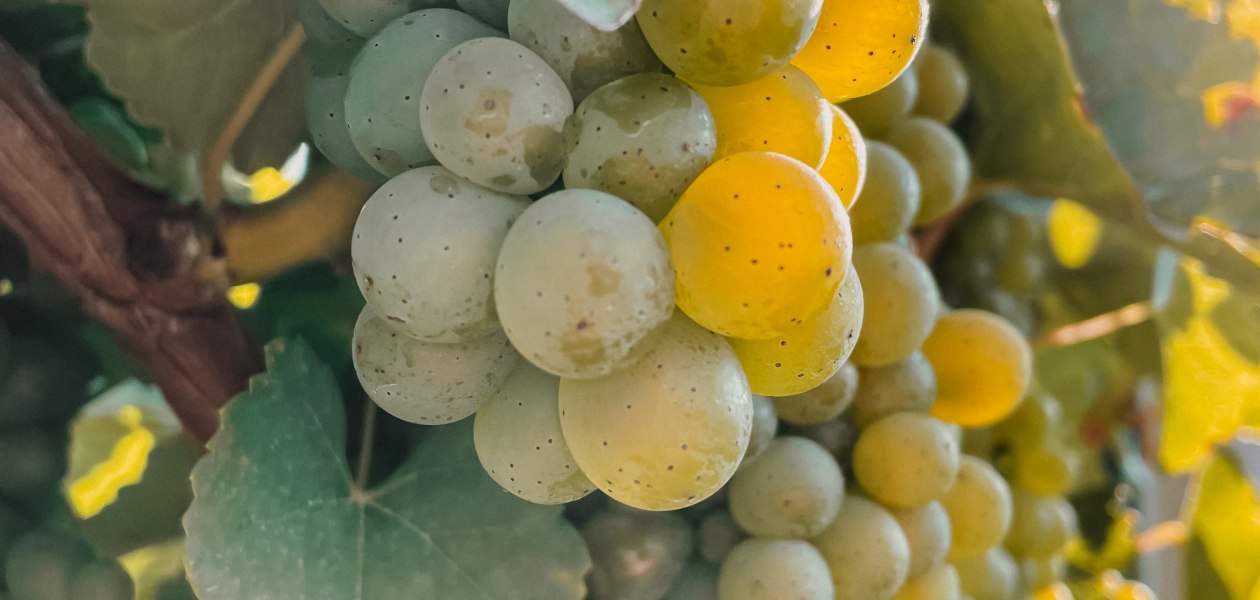 Weingut Heck_Reben, &copy; Weingut Heck