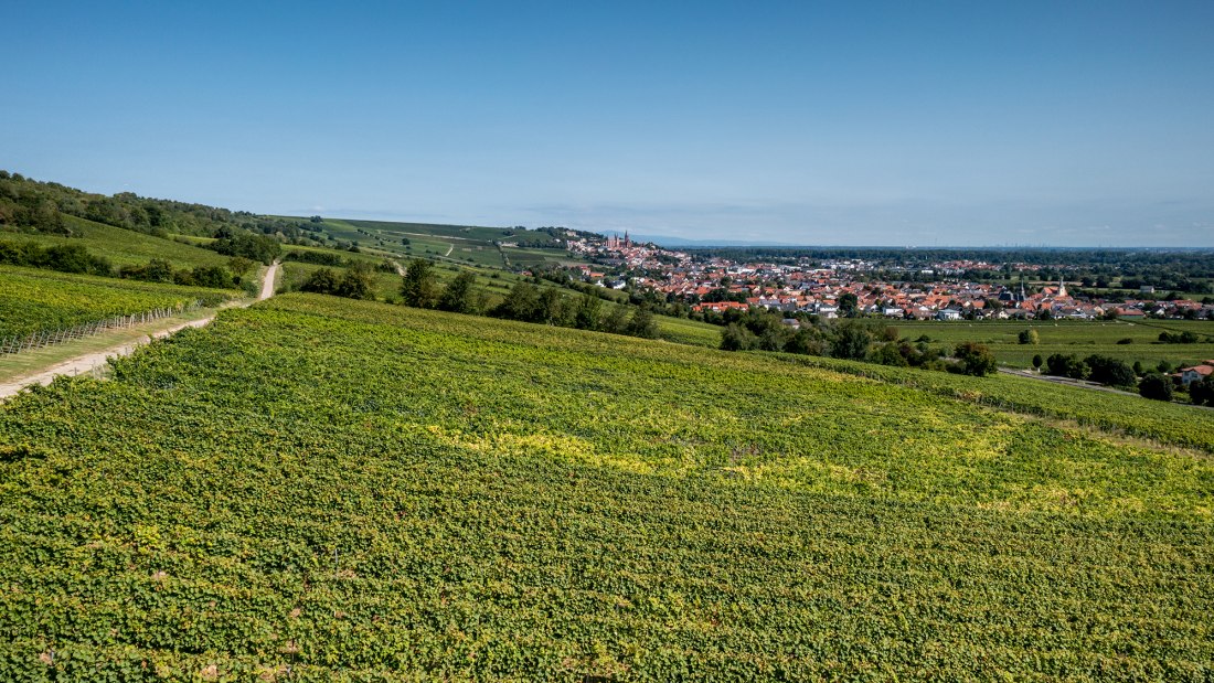 Dienheimer Falkenberg