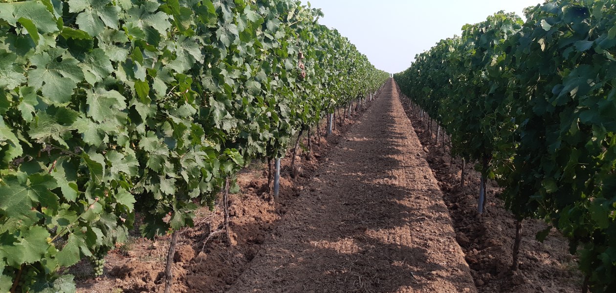 Weingut Holzm&uuml;hle_Weinreben 2, &copy; Weingut Holzm&uuml;hle