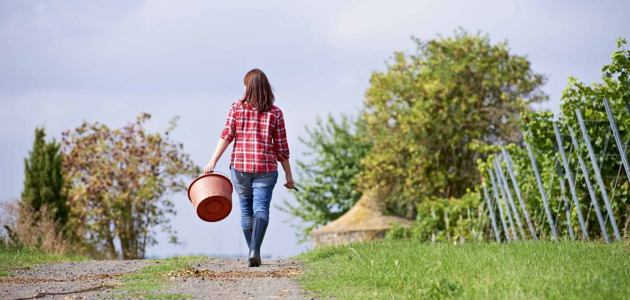 Weingut Wechsler_Weinberg, &copy; Weingut Wechsler