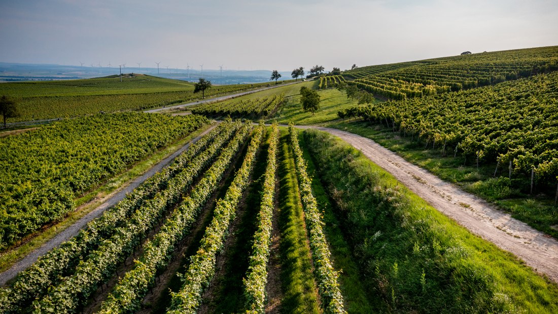 Wörrstädter Rheingrafenberg