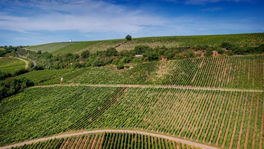Niersteiner Ölberg