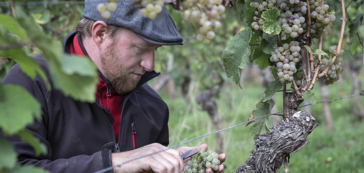 Weingut Wedekind_Winzer in den Reben, &copy; Bernward Bertram