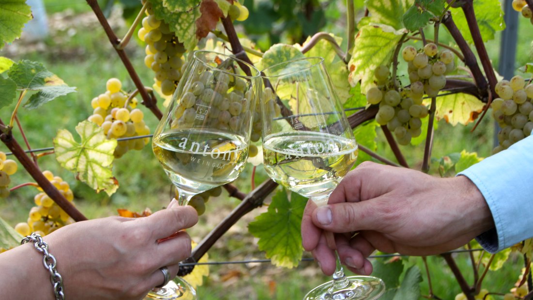 Weingut Antony_Weingl&auml;ser, &copy; Weingut Antony