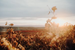 Weingut Hungermüller_Weinreben, © Weingut Hungermüller
