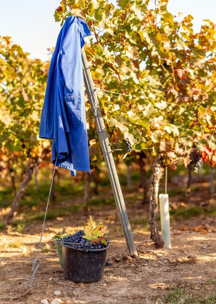 Weingut Eckert_Reben, &copy; Weingut Eckert