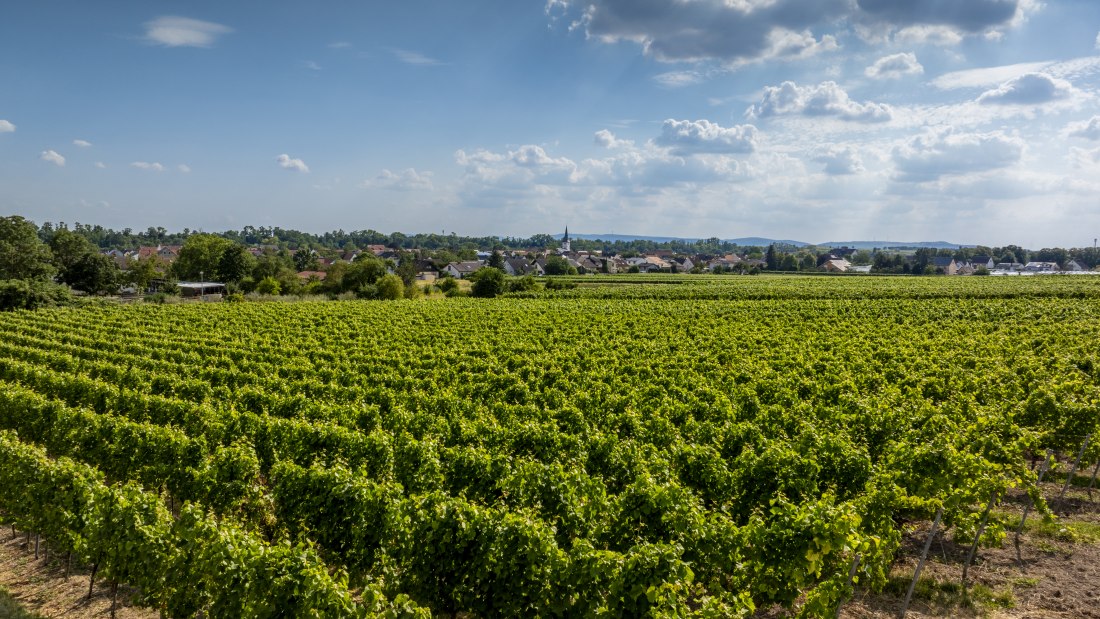 Heppenheimer Schneckenberg, &copy; Torsten Silz