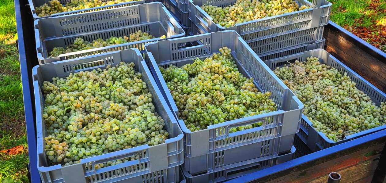 Weingut B&uuml;rgermeister Carl Koch_Weinlese, &copy; Weingut B&uuml;rgermeister Carl Koch