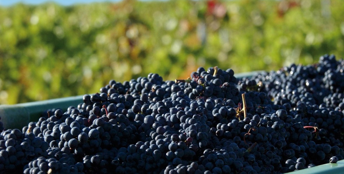 Weingut Beck - Hedesheimer Hof_Trauben, &copy; Weingut Beck - Hedesheimer Hof