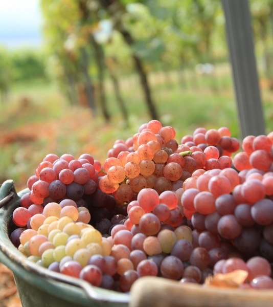 Weingut Wohlgemuth-Schnürr_Malvasiertrauben, © Weingut Wohlgemuth-Schnürr