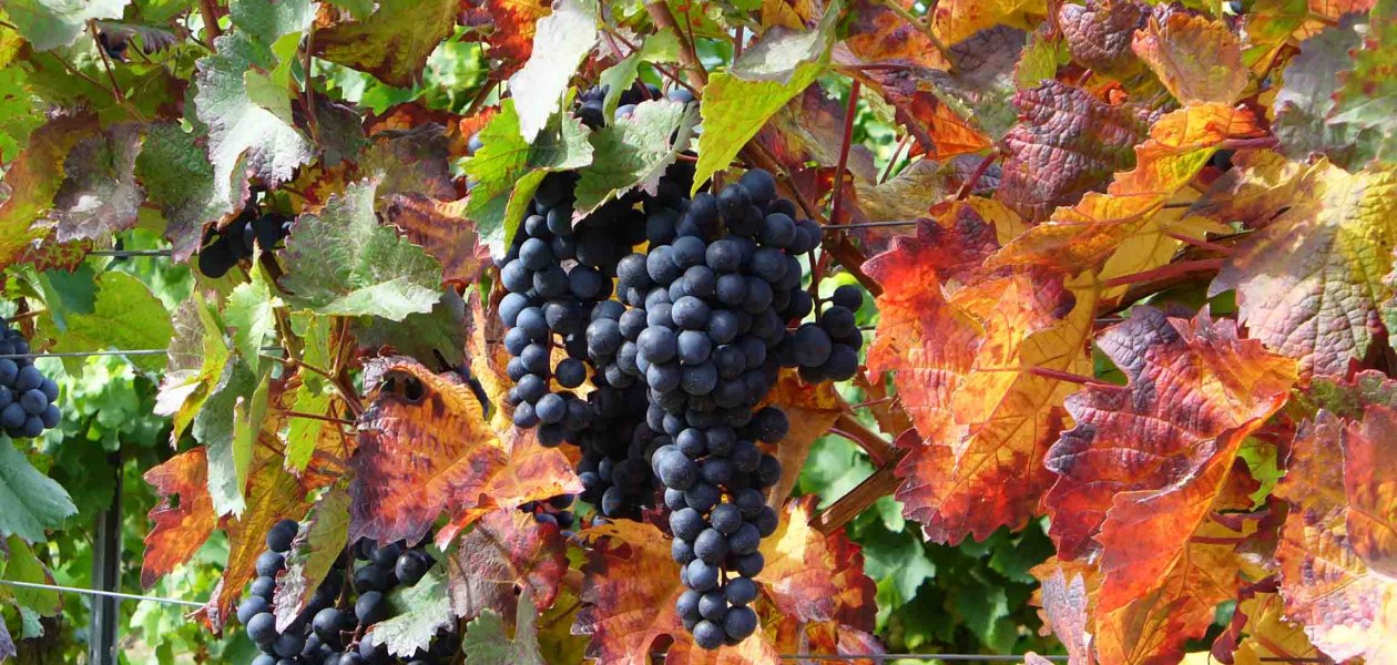 PFAFF WEINE_Rote Trauben, &copy; PFAFF WEINE