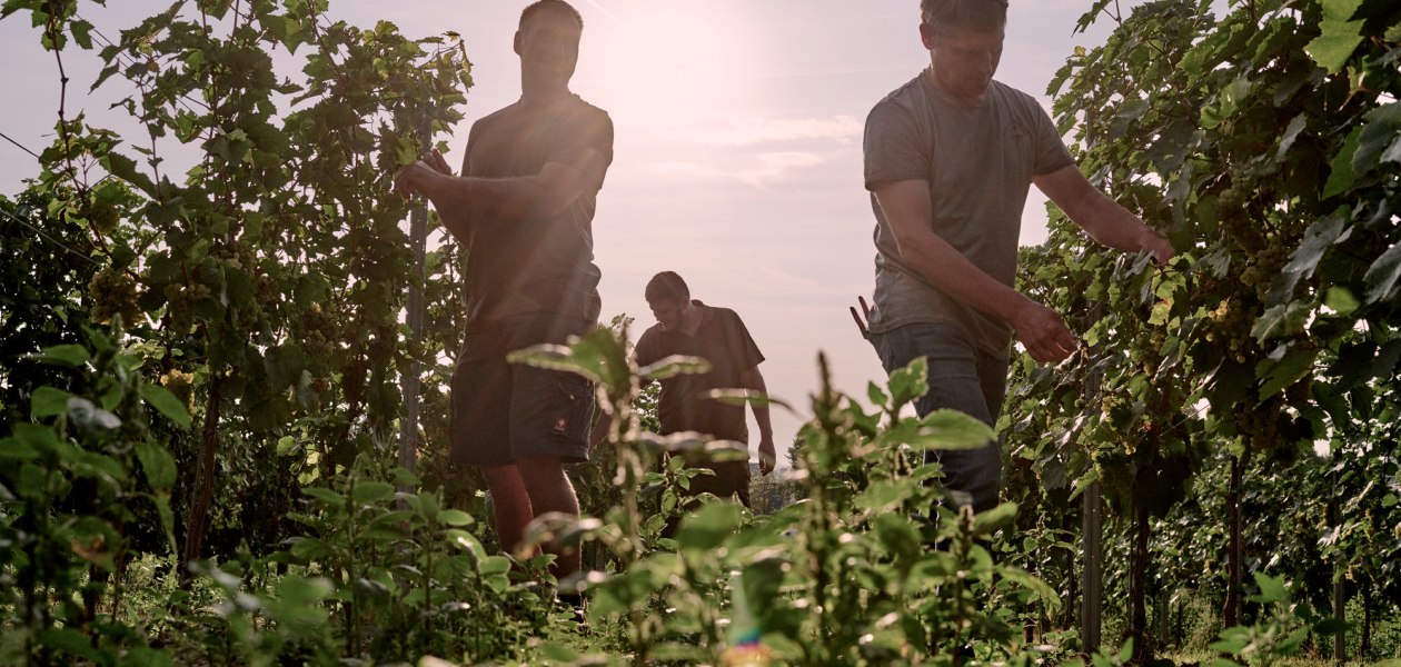 Weingut Sander_Kontrolle vor der Lese, &copy; Weingut Sander